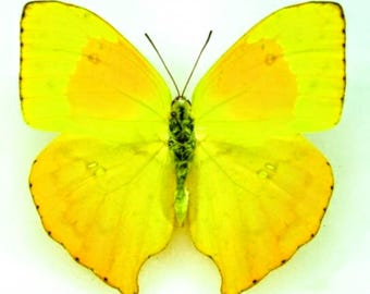 1 A-1 Phoebis Neocypris Rurina Peru Real Butterfly - Etsy
