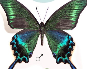 現在、この商品の在庫はありません - Etsy