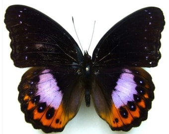 1 A-1 Hypolimnus pandarus Indonesia Real butterfly A-1