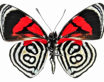 1 A-1 Callicore kolyma “Kolyma Eighty-Eight” Peru Real butterfly