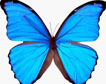 1 A-1 Morpho didius Morfo azul Mariposa real sin montar Alas cerradas