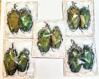5 Pairs A-1 Mecynorrhia torquatas 75mm Cameroon Real Flower Beetle
