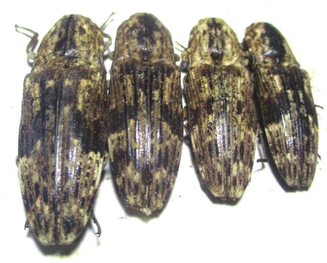 その他 Abao beetle dede 4 A-1 Alaus Sp Click Beetles Elaterdae. Cameroon Unmounted Real