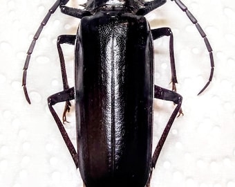 1 A-1 Derobrachus hovorei 51mm Palo Verde Beetle Arizona Prionidae Longhorn Real Unmounted Beetle