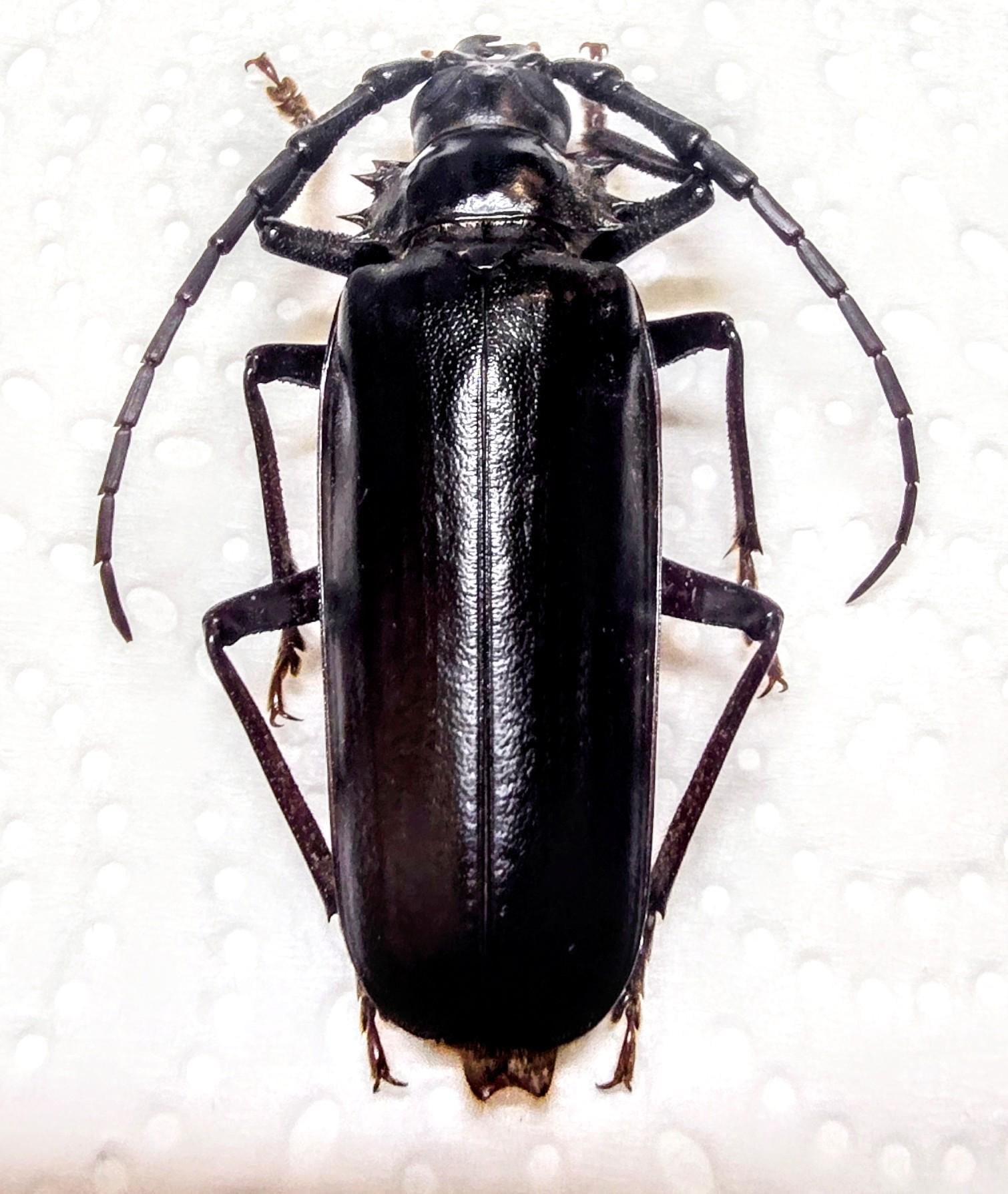その他 Abao beetle dede その他 Abao beetle dede Cosplay Beetle Dede by Abao - myplasticheart