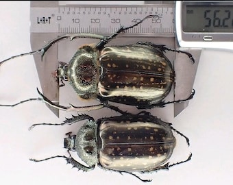 1 A-1 Dynastidae: Cheirotonus Jansoni Male Real Beetle, Entomology