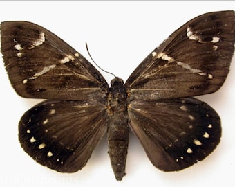 1 A-1 Erebus sp. Cameroon Real moth