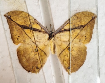 1 A-1 Pselaphelia gemmifera AFRIKA Riktig nattfjäril