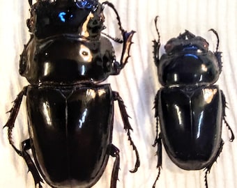 標本 RDC Mesotopus karlwernei 81mm RDC Mesotopus karlwernei 81mm RDC Mesotopus karlwernei 81mm