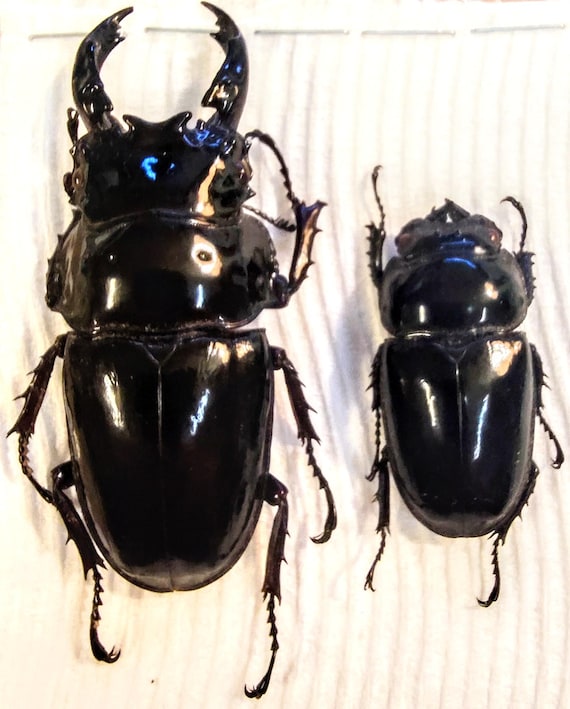 Uganda Mesotopus imperator 80mm Mesotopus Uganda imperator of