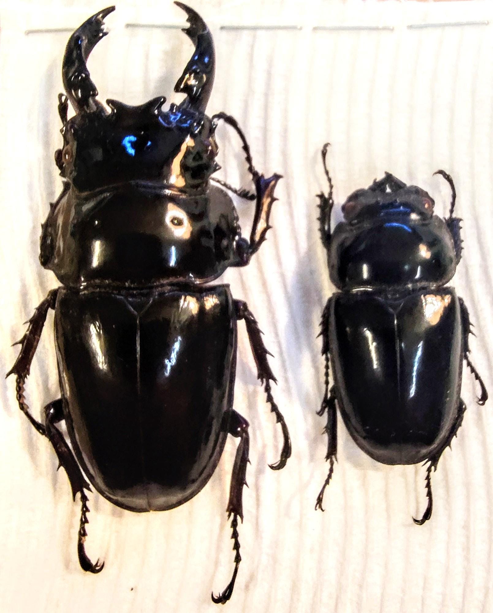 標本 RDC Mesotopus karlwernei 81mm RDC Mesotopus karlwernei 81mm Mesotopus tarandus - BioQuipBugs