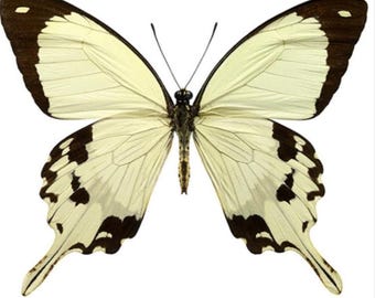 1 A-1 Papilio dardanus Cameroon unmounted Real Butterfly