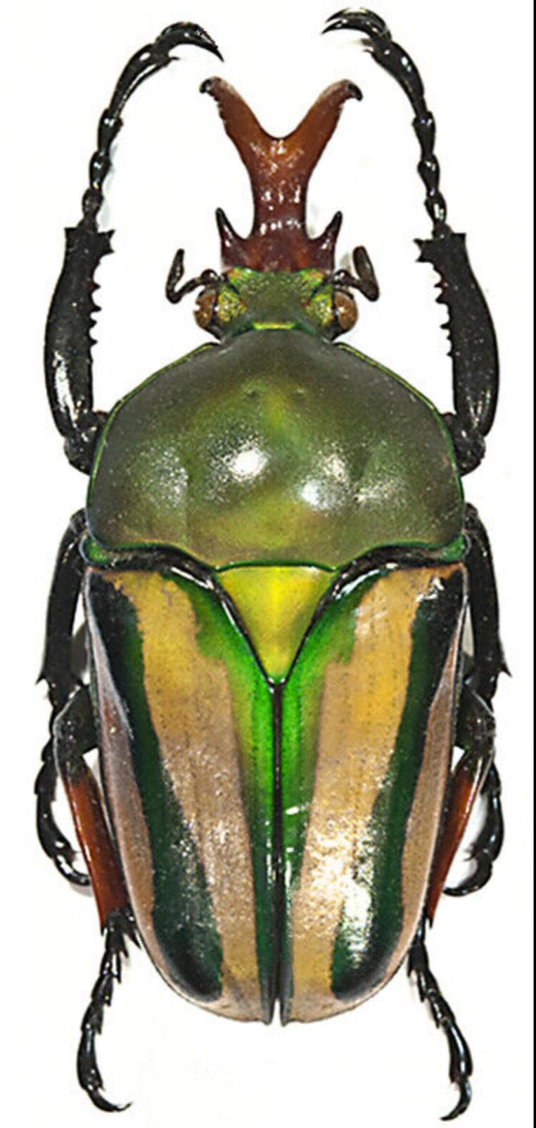 1 A-1 Eudicella Woermanni 38.8mm Cameroon Male Flower Real Green