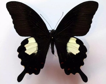 Papilio helenus Real butterfly, unmounted