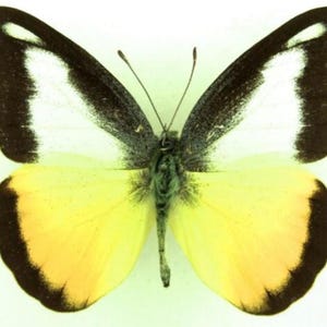 Puede incluir: Una mariposa con alas amarillas y blancas, bordeadas de negro. Las alas de la mariposa están extendidas, mostrando los intrincados patrones y colores. El cuerpo es de color verde apagado.