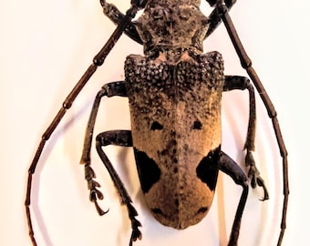 1 A-1 Phryneta leprosa 33 mm カメルーンカミキリムシ、実物未組立