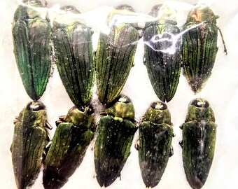 Real Metallic Blue Flower Beetle Hoplia Coerulea From France