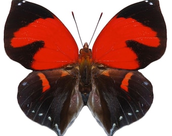 1 A-1 Siderone galanthis Perú Mariposa real