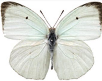 1 A-1 Catopsilia pyranthe Cameroon Real butterfly