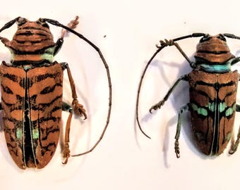 標本 Sternotomis mathildae 26mm 28mm Sternotomis (Sternotomis)