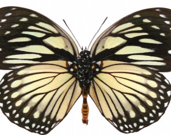 1 A-1 Euxanthe crossleyi Cameroon Real butterfly