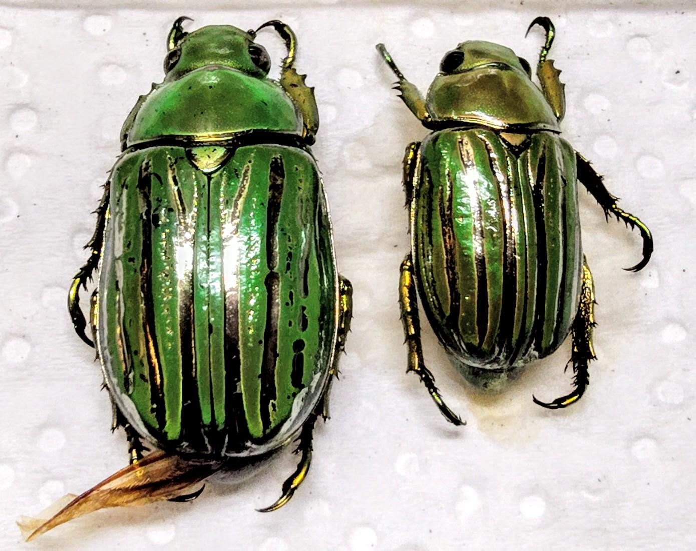 標本 Honduras Chrysina spectabilis 35mm Honduras Chrysina spectabilis 35mm Chrysina - Etsy