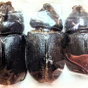 3 A-1 Oryctes rhinoceros 60mm Rhinoceros beetle, Real Large beetle, Entomology,