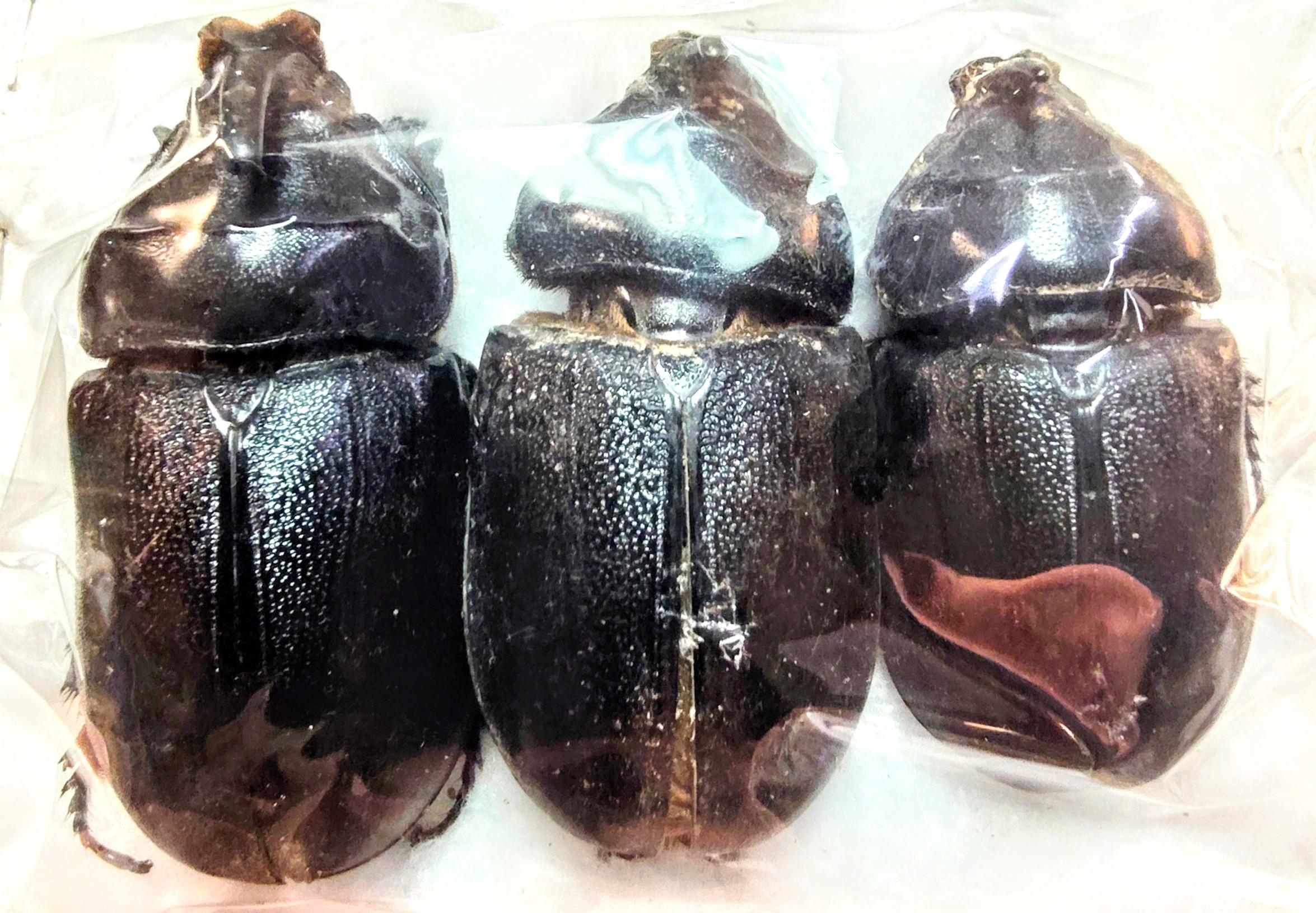 3 A-1 Oryctes Rhinoceros 60mm Rhinoceros Beetle, Real Large Beetle