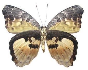 1 A-1 Euriphene gambiae gabonica Female Cameroon Real butterfly