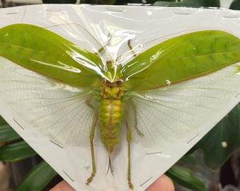 1 A-1 Orthoptera - Onomarchus uninotatus (f) Tapah Hills, Malasia Tamaño extragrande