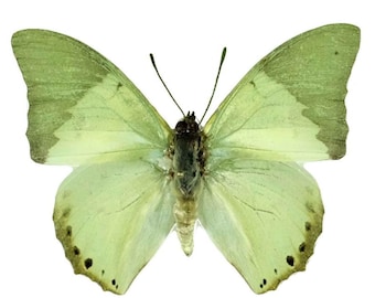 1 A-1 Charaxes eupale  Cameroon Real butterfly