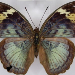 May include: A butterfly specimen with open wings, displaying detailed patterns. The wings feature a blend of brown, blue, and cream hues. The butterfly's body is dark brown. The wingspan is approximately 10 cm.