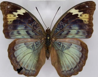 1 A-1 Bebearia severini Cameroon Real Butterfly