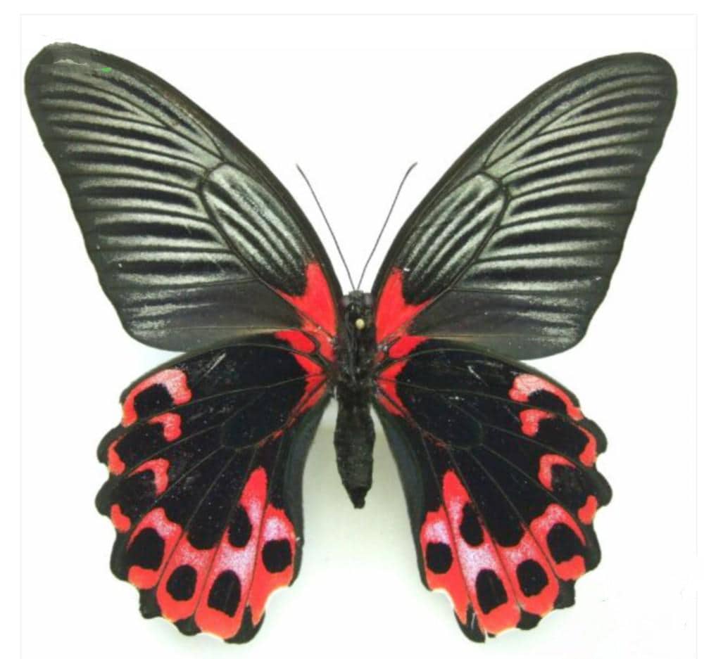 リオメドンアゲハチョウ（1オス・インド産） リオメドンアゲハチョウ