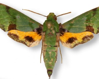 1 A-1 Sphingidae: Euchloron megaera Cameroon Hawk Moth Sphinx