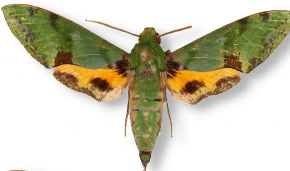 Sphingidae - Etsy 日本