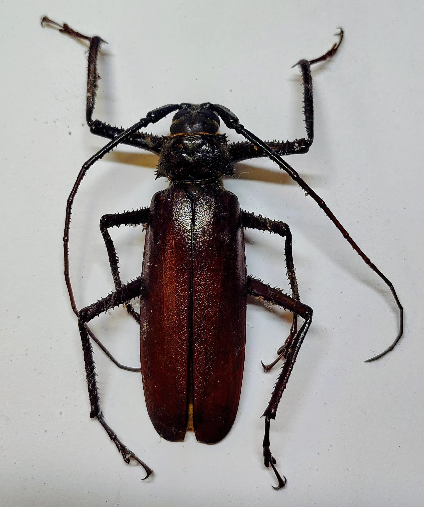 標本 Cameroon Dynoryctes truncaticollis 38mm Cameroon Dynoryctes truncaticollis 38mm Beetles at Insect Designs