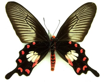1 A-1 Mariposa cola de golondrina Pachliopa aristolchia Malasia