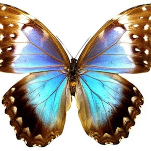 Female Morpho Didius - Etsy