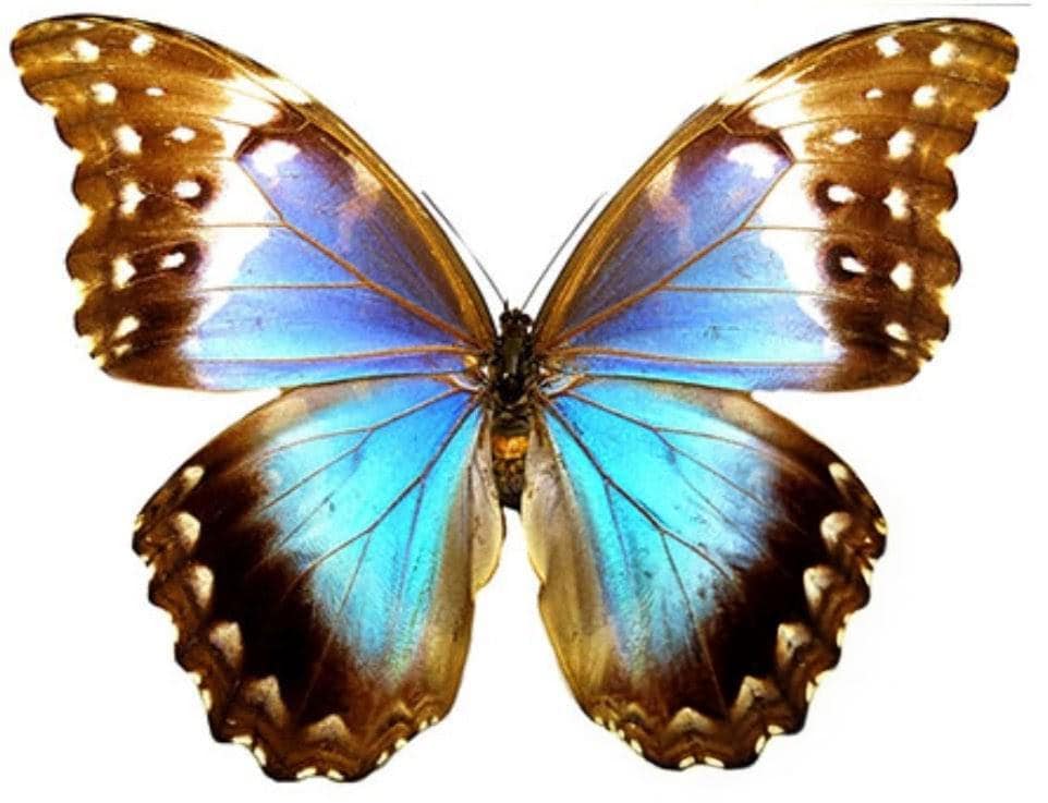 Female Morpho Didius - Etsy