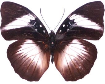 1 A-1 Cymothoe hyarbita Female CAMEROON Real butterfly