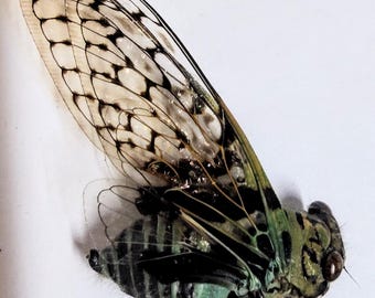 現在、この商品の在庫はありません - Etsy