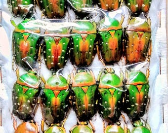 20 A-1 Stephanorrhina guttata, Flower Beetle Unmounted Real Beetle Entomology Artwork 26mm