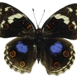 1 A-1 Junonia oenone Cameroon Real butterfly