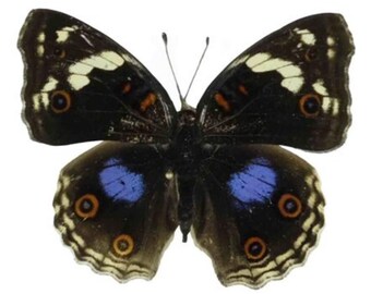 1 A-1 Junonia oenone Cameroon Real butterfly