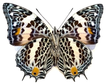 1 A-1 Baoetus baoetus Perù Vera farfalla