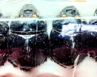 Hoplia Coerulea One Real Metallic Blue Scarab Beetle Unmounted