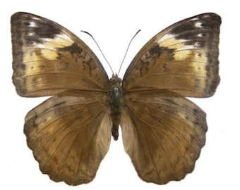 1 A-1 Bebearia mardania Female Real Butterfly