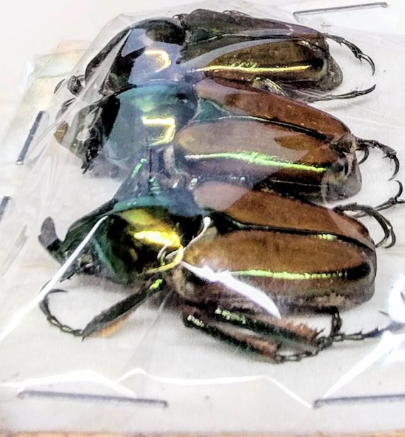 3 A-1 Phaedamis Wittei Vietnam Cetonidae Real Beetle - Etsy