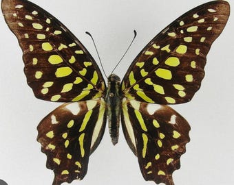 1 A-1 Graphium agamemnon Malaysia Real butterfly A-1